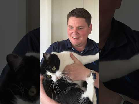 Vorschaubild: Deine Katze(n) sind Hausrat 🐈. Doch was bedeutet das für dich? 🤔